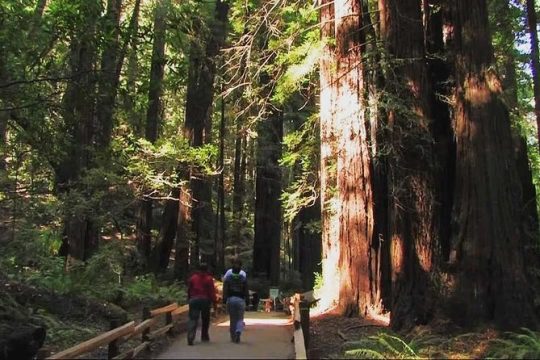 Small Group Half Day Muir Woods and Sausalito Morning Tour