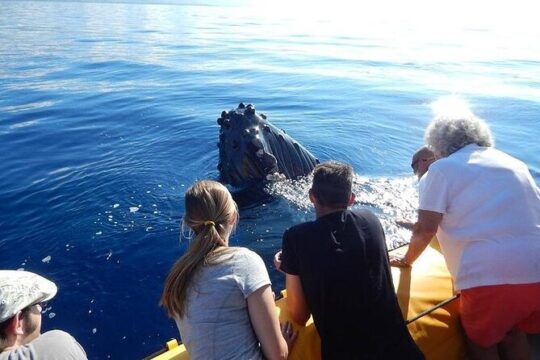 Maui Turtle Snorkel Experience & Lunch