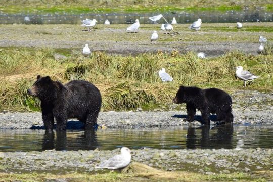 Fortress of the Bears Pack Creek