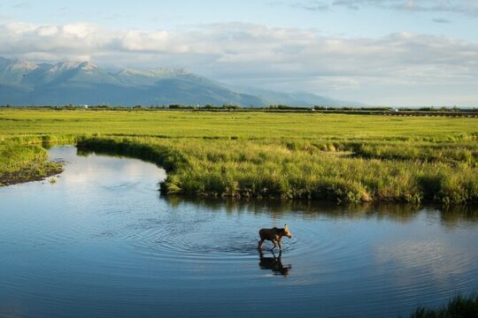 Private Tour: Anchorage 3-Hour Tour