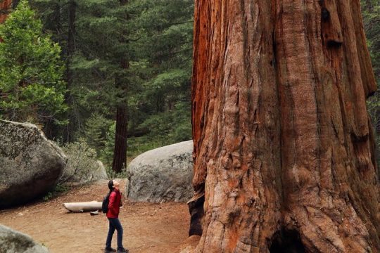 Small Group Redwoods, California Coast & Sausalito Day Trip from San Francisco