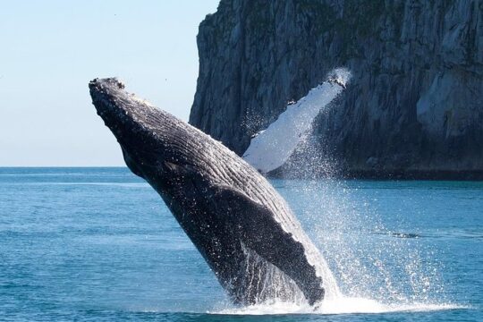 Kenai Fjords National Park Glacier & Wildlife Cruise