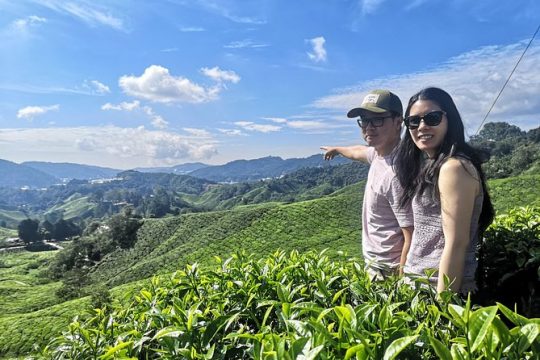 Cameron Highland Best Tour from Ipoh (Private Day Trip)