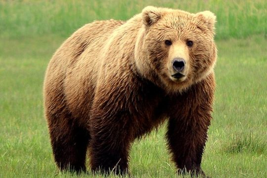 Late Summer Bear Viewing in Katmai National Park