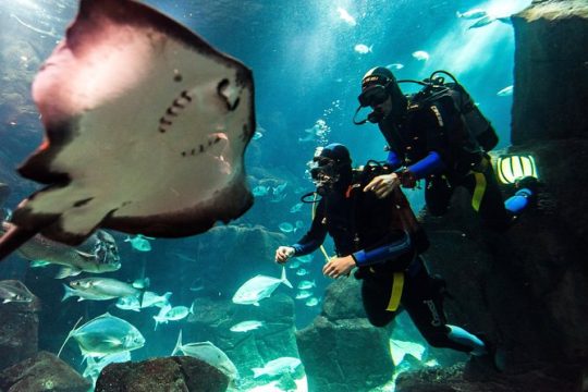 Diving in the Madeira Aquarium