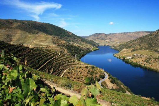 Douro Valley Wine Tour: Visit to Three Vineyards with Wine Tastings and Lunch