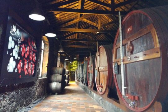 Port Wine Lodges Tour Including 7 portWine Tastings (English)