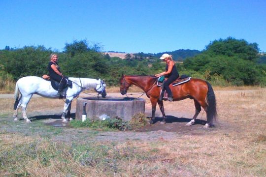 Private Horseback Riding and Muir Woods Adventure from San Francisco