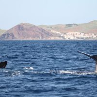 Dolphin & Whale Watching