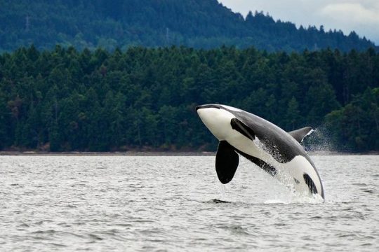 Juneau Whale Watching and Salmon Bake