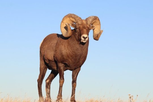 Badlands Sunset and Wildlife Adventure