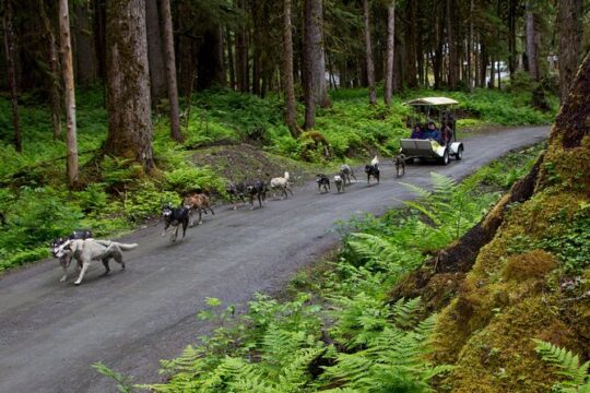 Sled Dog Discovery in Juneau