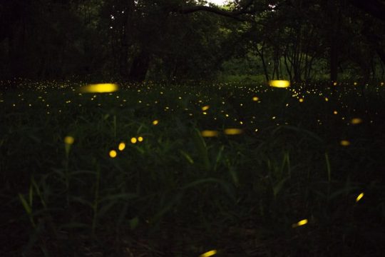 Fireflies Tour in Cherating