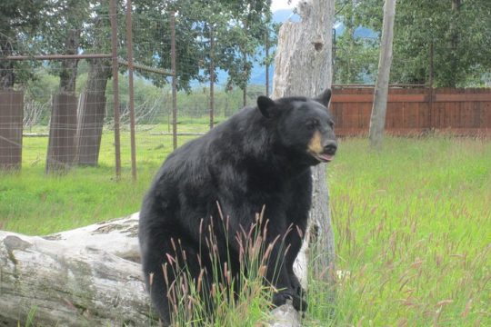 Self-Guided Alaska Wildlife Center and Turnagain Arm Tour w/Alyeska Tram