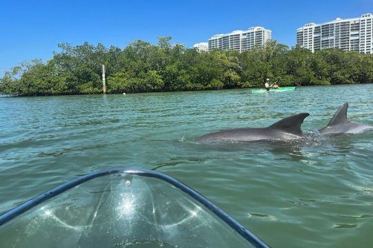 Clear Kayak Guided Tours in Naples