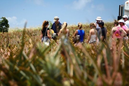 Maui Pineapple Tour - 1.5 Hour Farm Tour in Haliimaile