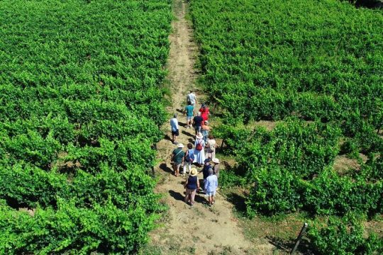 Douro Valley 3 Wine Experiences with Traditional Lunch and Optional Boat Cruise