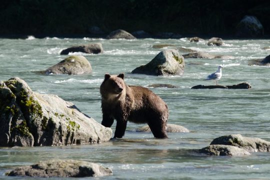 Chilkoot Wilderness and Wildlife Viewing - Haines Departure