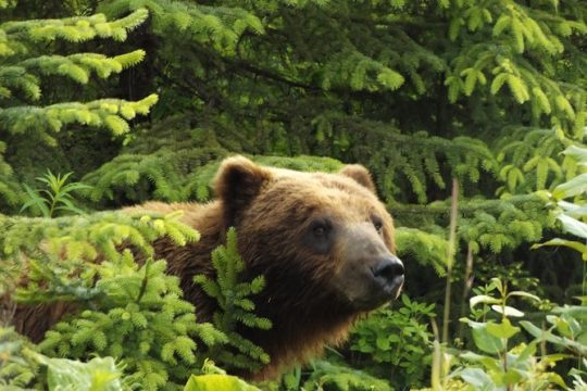 Chichagof Island Tour: Brown Bear Search