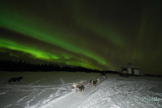 Northern Lights Viewing including Dinner and 1-Hour Dog Sledding