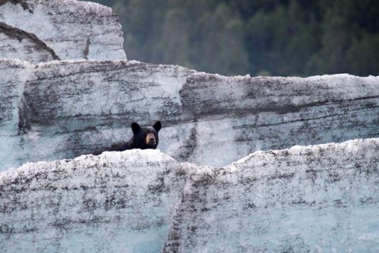 Bears, Trains & Icebergs Tour