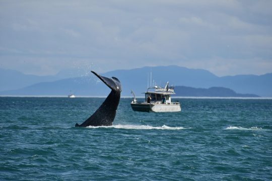 Whale Watching Charters through Icy Strat Alaska