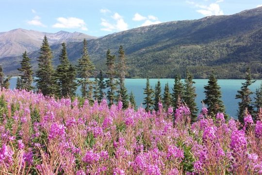 Skagway Shore Excursion: Half-Day Tour to the Yukon Border and Suspension Bridge