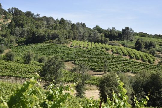 Apple Hill Wine Tasting Tours And Placerville wine tasting tours