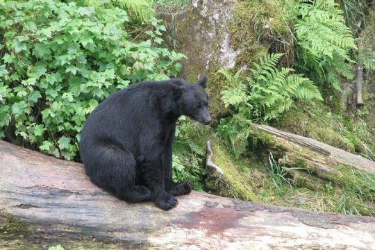 Prince of Wales Island Bear-Viewing Tour By Air From Ketchikan