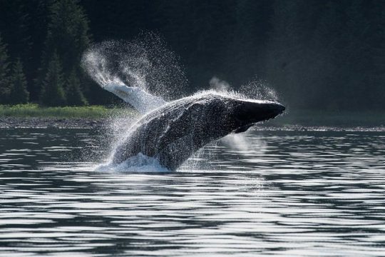 Hoonah Whale-Watching Cruise