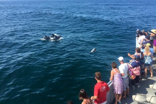 Dolphin Watching around Cape May