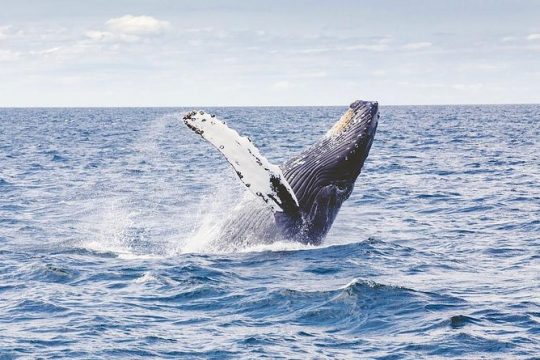 Icy Strait Shore Excursion: Whale Watching Adventure Tour