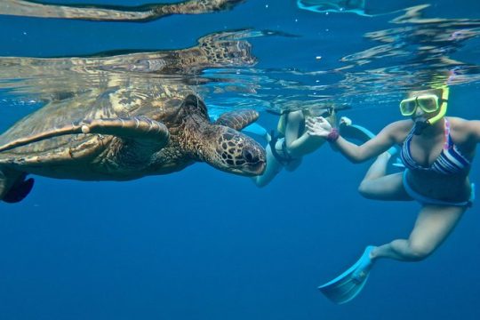 Private Beginner Paddleboard Lesson with Snorkel in Turtle Town!