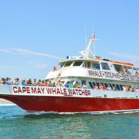 Cruises, Sailing & Water Tours