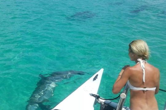 Key West Wild Dolphin Sail and Shallow-Water Snorkel