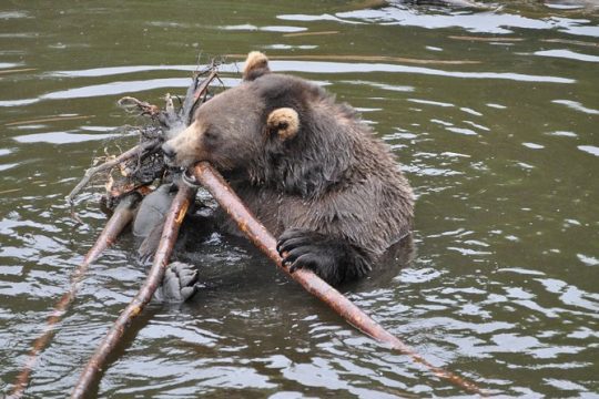 Sitka Premium Tour- Private- Alaska Raptor Center, Fortress of the Bears,Totems