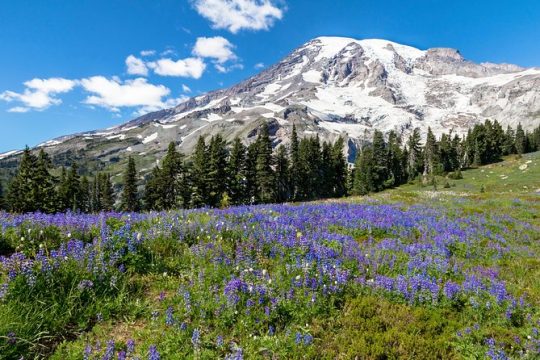 Private Mt Rainier National Park Day Trip from Seattle