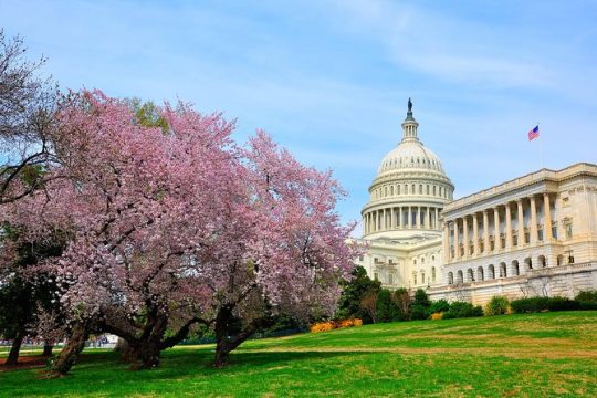 The DC Cherry Blossom Tour