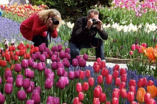 Skagit Valley Tulip Festival Day Trip from Seattle