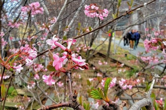 Secrets of the High Line