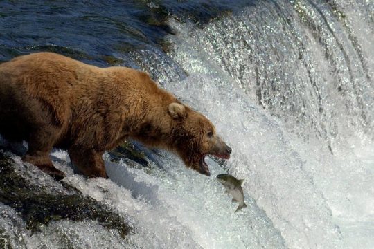 Katmai Brooks Falls Bear Experience