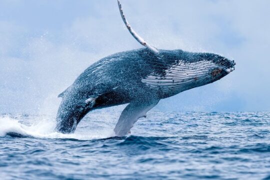 From Ma'alaea Harbor: Whale Watch Cruise Aboard the Malolo (1:00 PM)