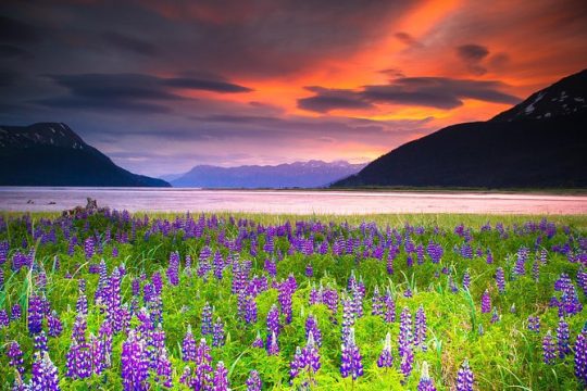 Turnagain Arm Tour