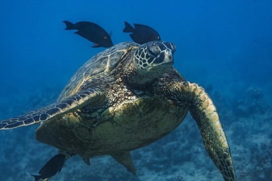 Moana’s 2-Hour Guided Turtle Snorkel Adventure at Waikiki