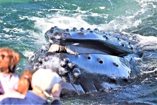 Boston Whale Watching Cruise by High-Speed Catamaran