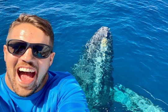 From Maalaea Harbor: Whale Watching Tours Aboard the Quicksilver