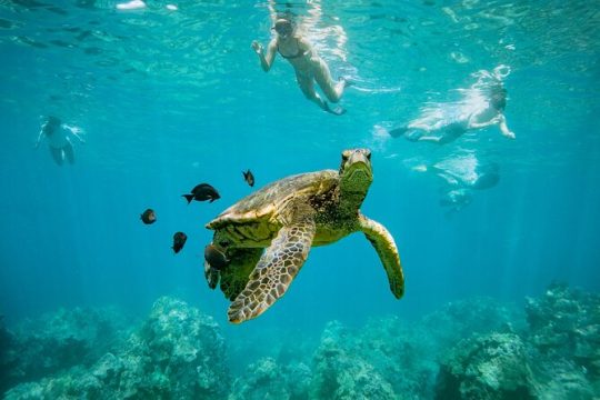 Half-Day Snorkel trip on a Charming Hawaiin Catamaran 8AM-1PM