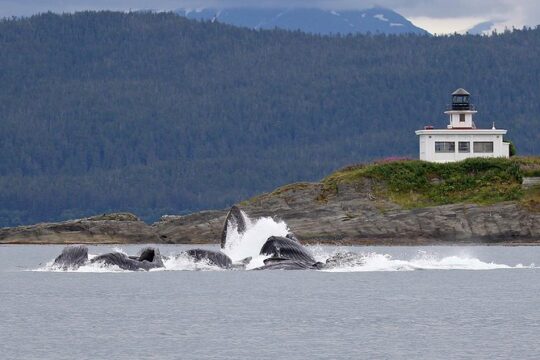 Premier Whale Watch and Mendenhall Glacier Combo