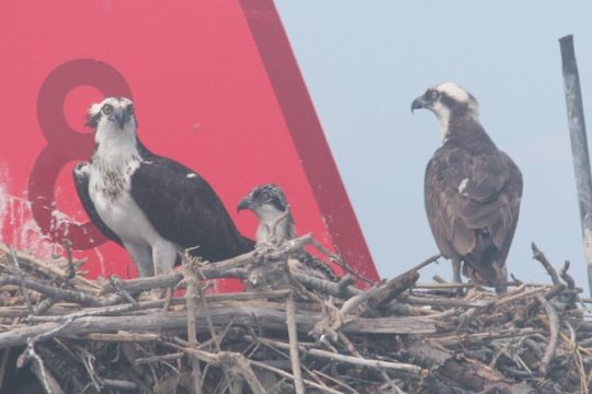 Birding By Boat on the Osprey