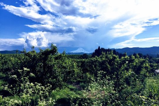 Private Tour at The Hood-Columbia Loop: Timberline, Orchards, and Waterfalls